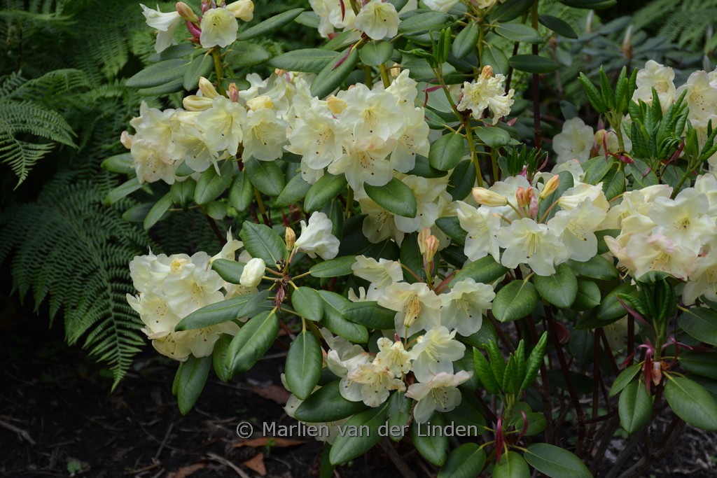 Rhododendron ‚Goldinetta‘