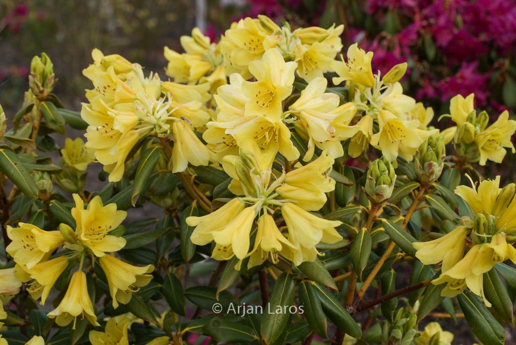 Rhododendron ‚Goldstrike‘