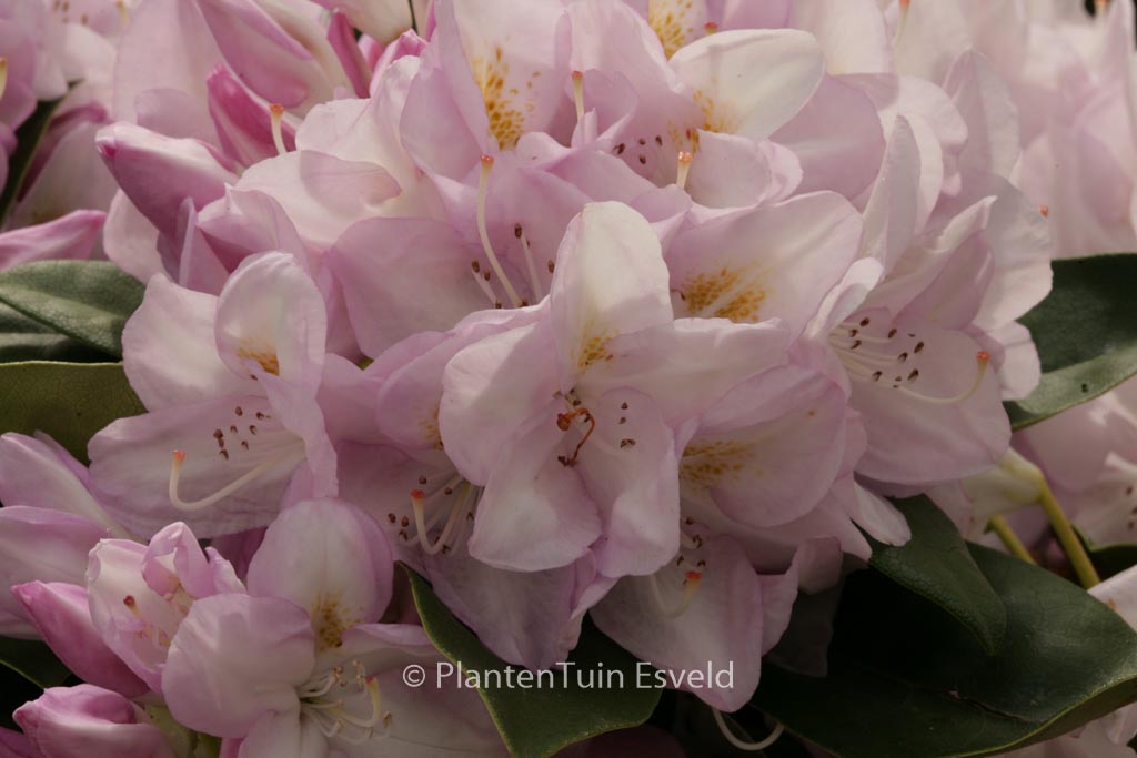Rhododendron ‚Gomer Waterer‘