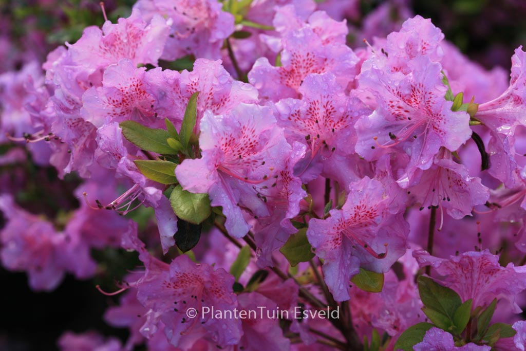 Rhododendron ‚Gotthard‘ (Azalea)