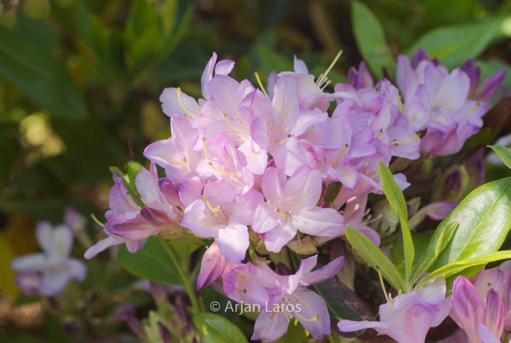 Rhododendron ‚Gowenianum‘