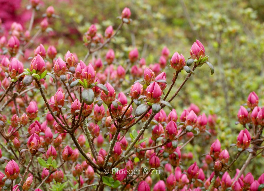 Rhododendron ‚Granada‘ (Azalea)