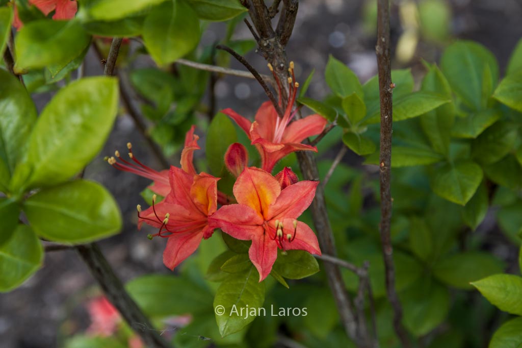 Rhododendron ‚Guelder Rose‘ (Azalea)