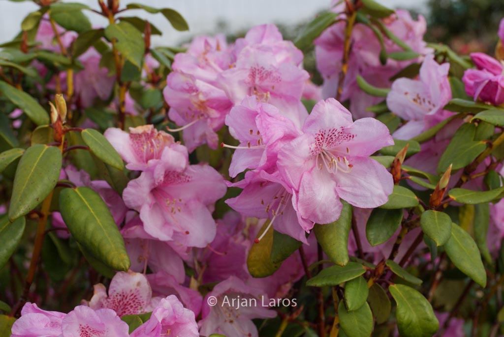 Rhododendron ‚Gustav Luettge‘