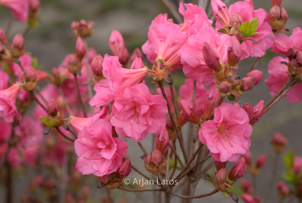 Rhododendron ‚Hachbabu‘ (BABUSCHKA) (Azalea)