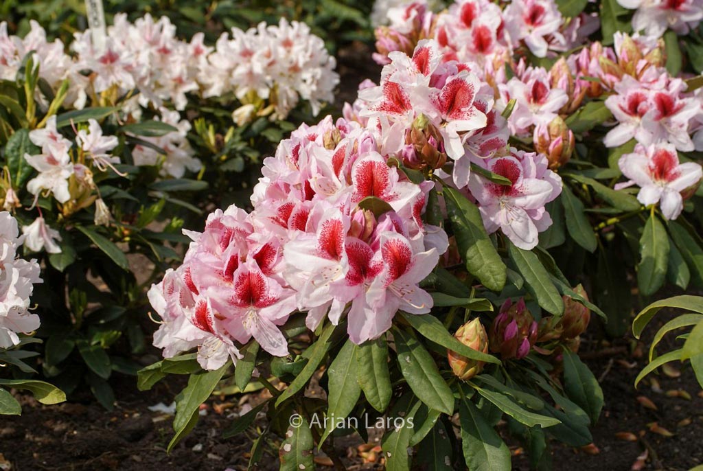 Rhododendron ‚Hachbela‘ (BELAMI)