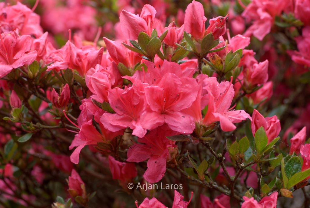 Rhododendron ‚Hachdrapa‘ (DRAPA)