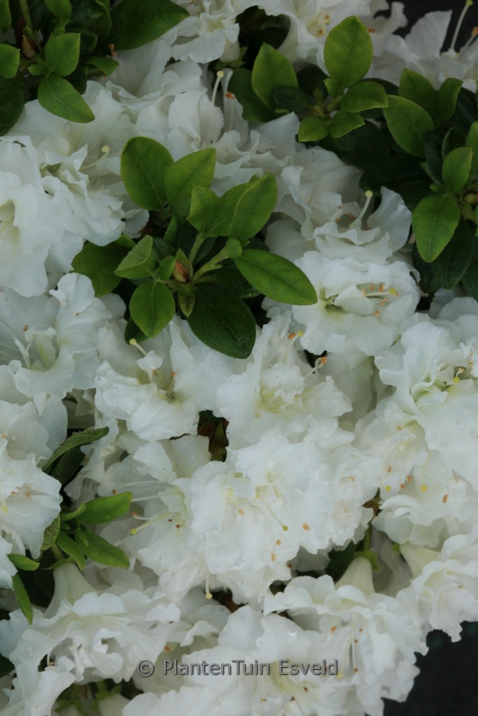 Rhododendron ‚Hacheis‘ (EISPRINZESSIN) (Azale
