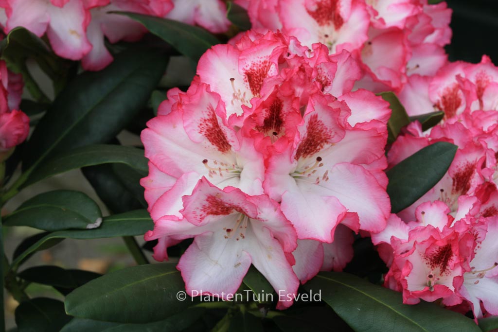 Rhododendron ‚Hachmann’s Charmant‘