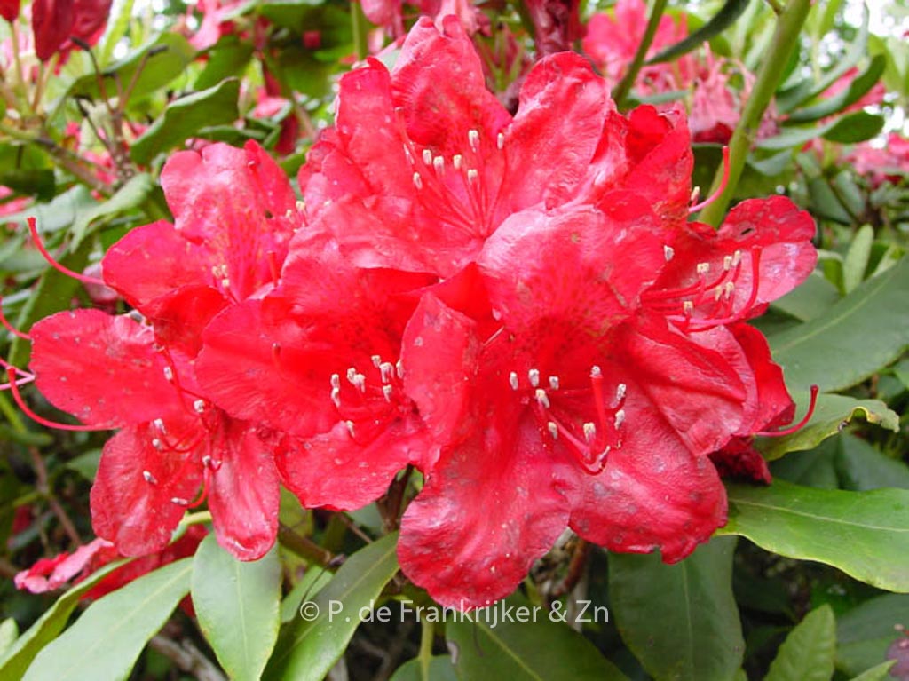 Rhododendron ‚Hachmann’s Feuerschein‘