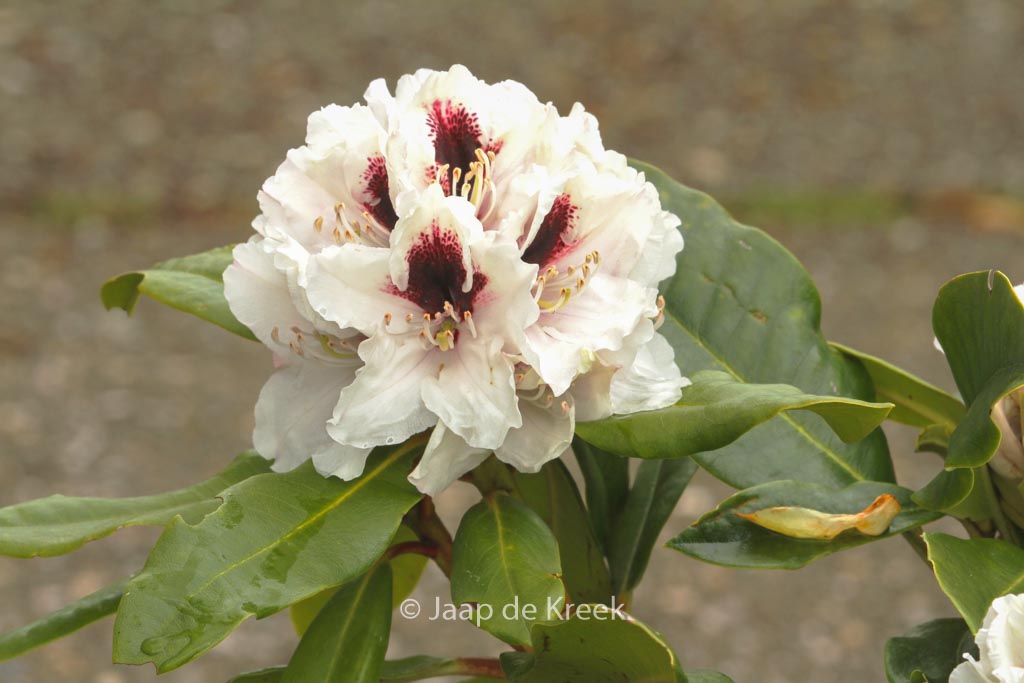 Rhododendron ‚Hachmann’s Picobello‘