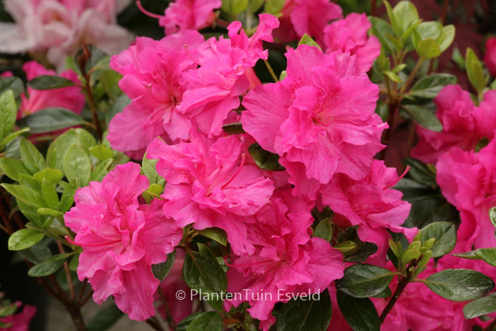 Rhododendron ‚Hachpett‘ (PETTICOAT) (Azalea)