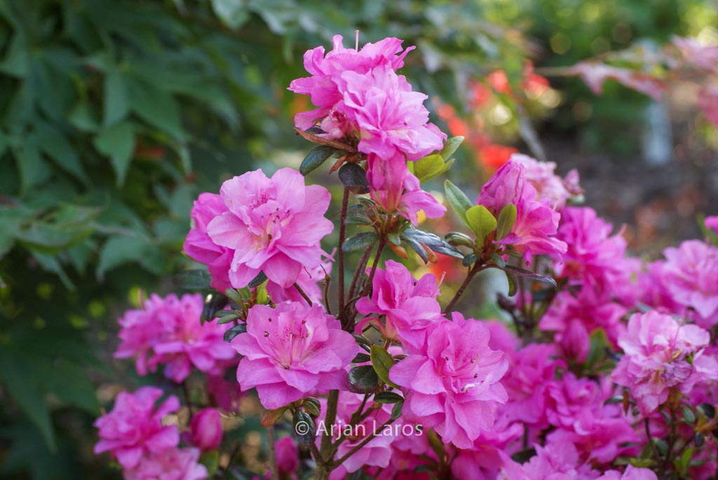 Rhododendron ‚Hachrosi‘ (ROSINETTA) (Azalea)