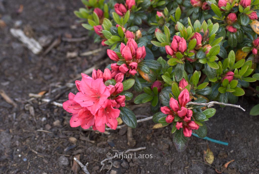 Rhododendron ‚Hahn’s Red‘ (Azalea)