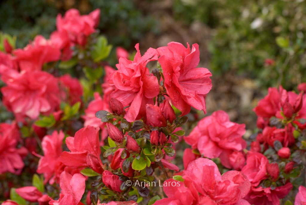 Rhododendron ‚Haku Red‘ (Azalea)