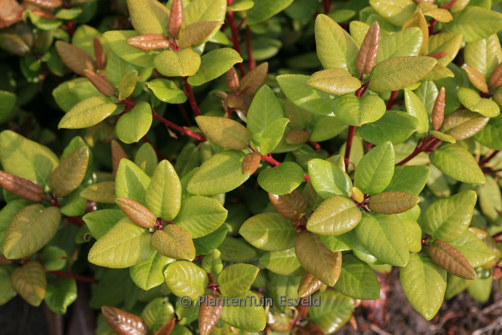 Rhododendron ‚Hallelujah‘