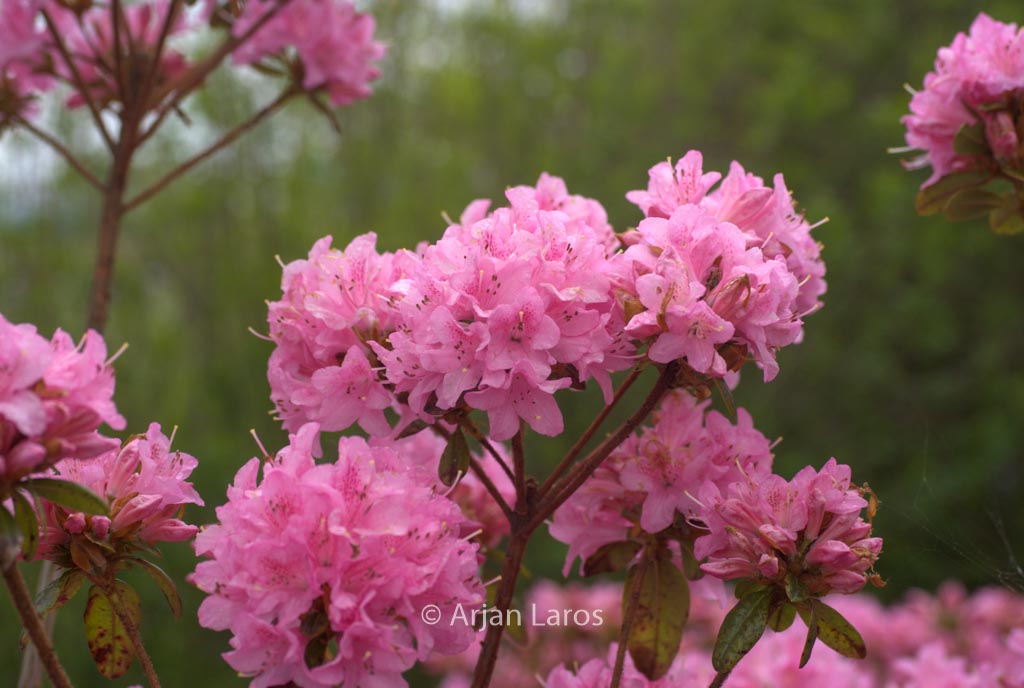 Rhododendron ‚Hardijzer Beauty‘
