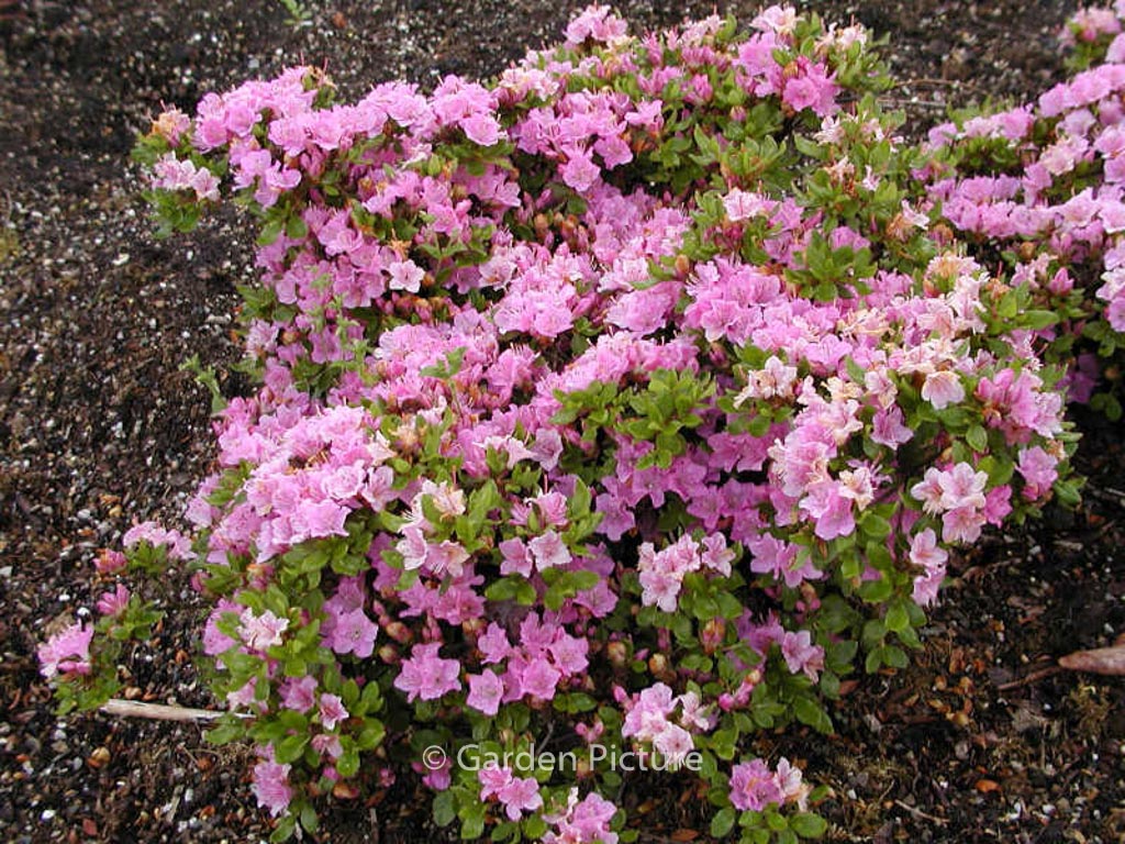 Rhododendron ‚Harusame‘ (Azalea)