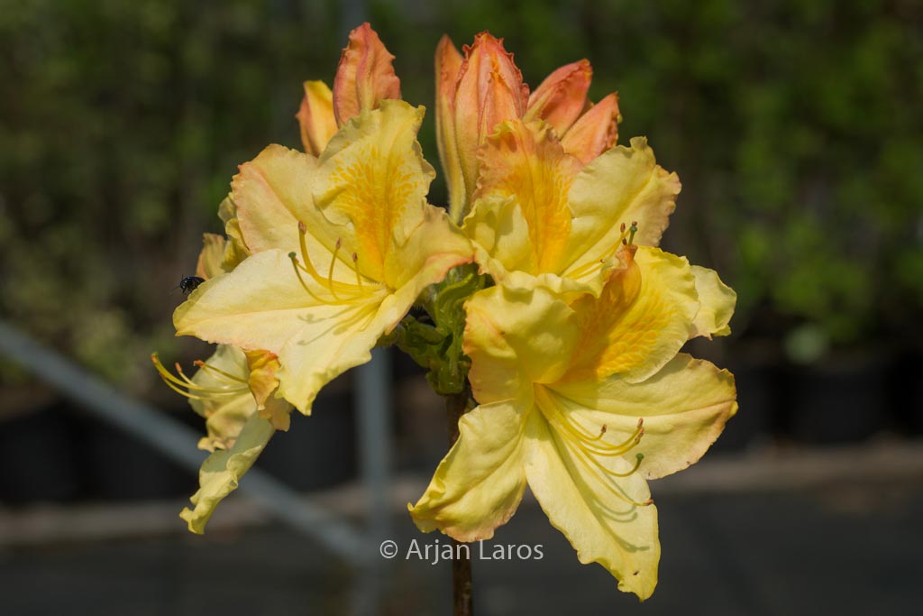 Rhododendron ‚Harvest Moon‘ (Azalea)