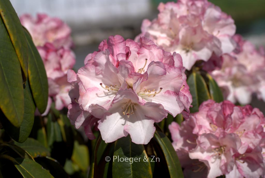 Rhododendron ‚Hazel‘