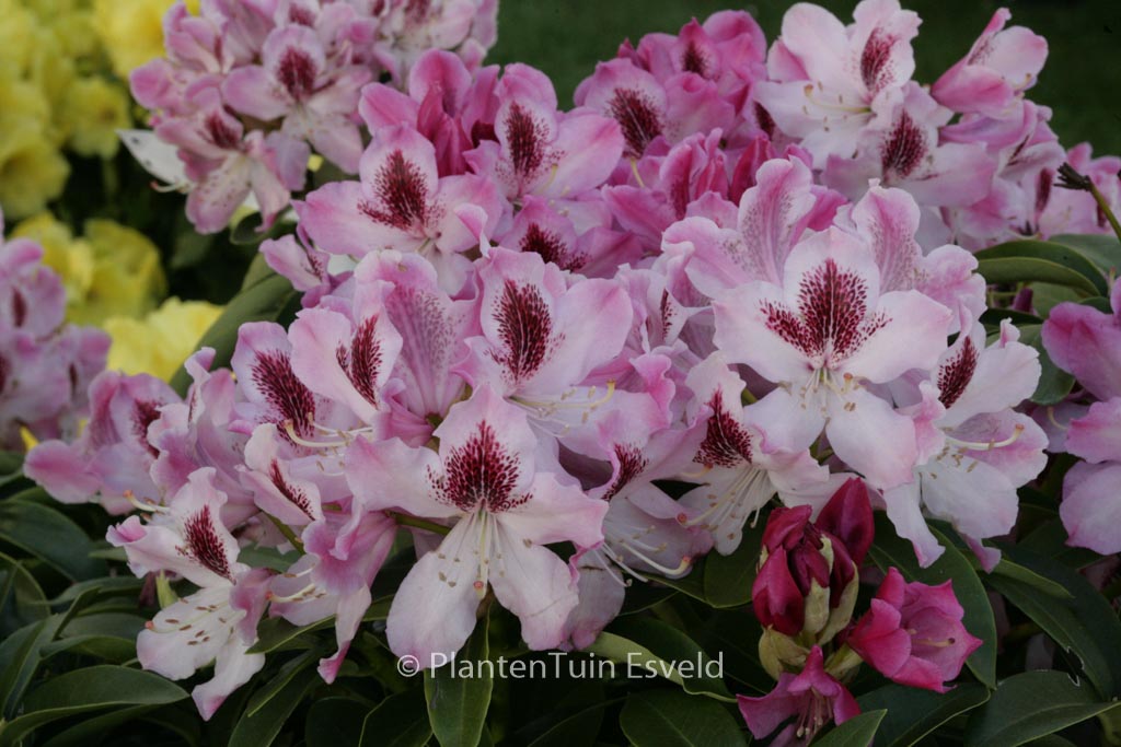 Rhododendron ‚Helen Martin‘