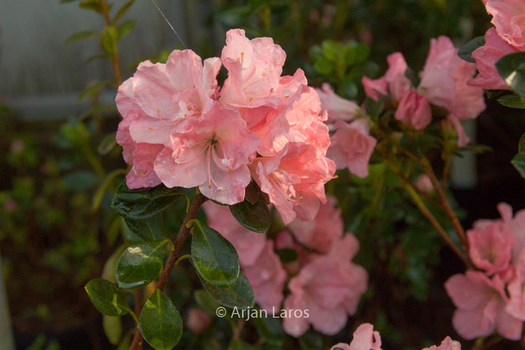 Rhododendron ‚Hera‘ (Azalea)