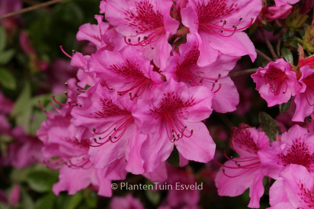Rhododendron ‚Herbert‘ (Azalea)
