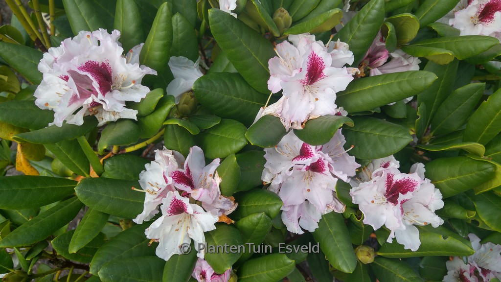 Rhododendron ‚Herbstgruss‘