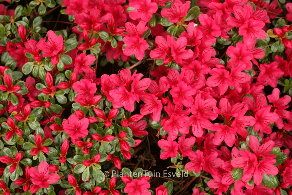 Rhododendron ‚Hino Crimson‘ (Azalea)