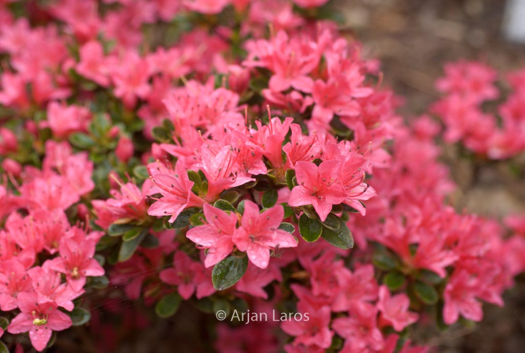 Rhododendron ‚Hinode no taka‘ (Azalea)
