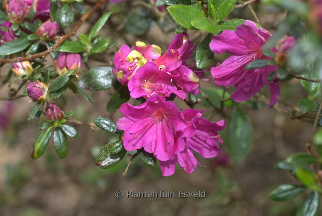 Rhododendron ‚Hiroko‘ (GEISHA PURPURROSA) (Az
