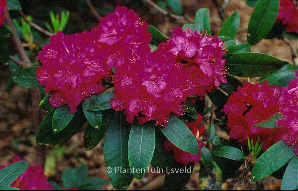 Rhododendron ‚Hollandia‘