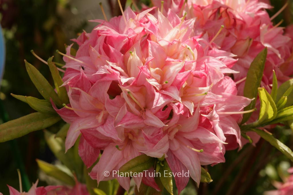 Rhododendron ‚Homebush‘ (Azalea)