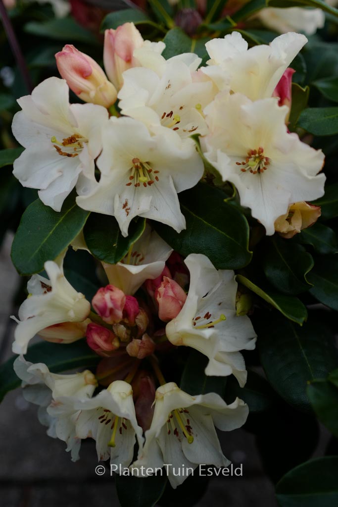 Rhododendron ‚Horizon Monarch‘