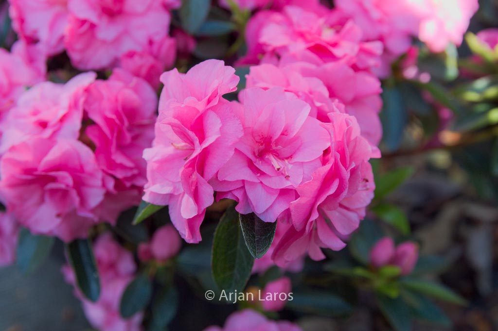 Rhododendron ‚Hort9201‘ (HORTINNO EVERGREEN PINK)