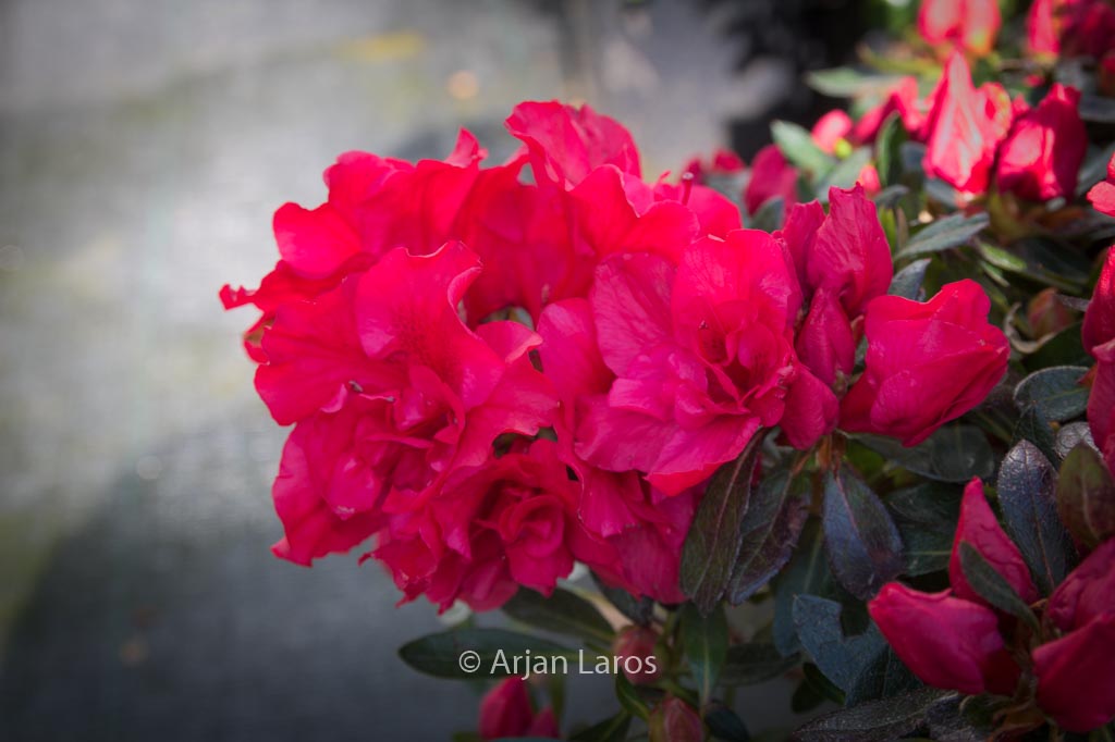Rhododendron ‚Hortinno01‘ (EVERGREEN RED)