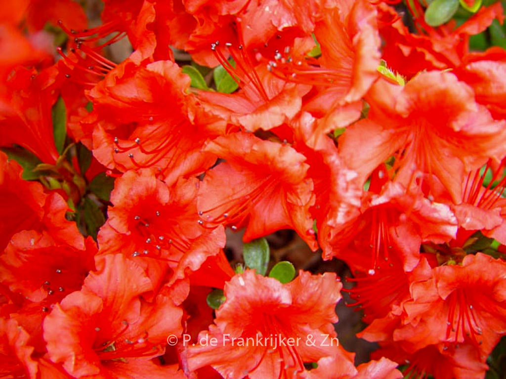 Rhododendron ‚Hot Shot‘ (Azalea)