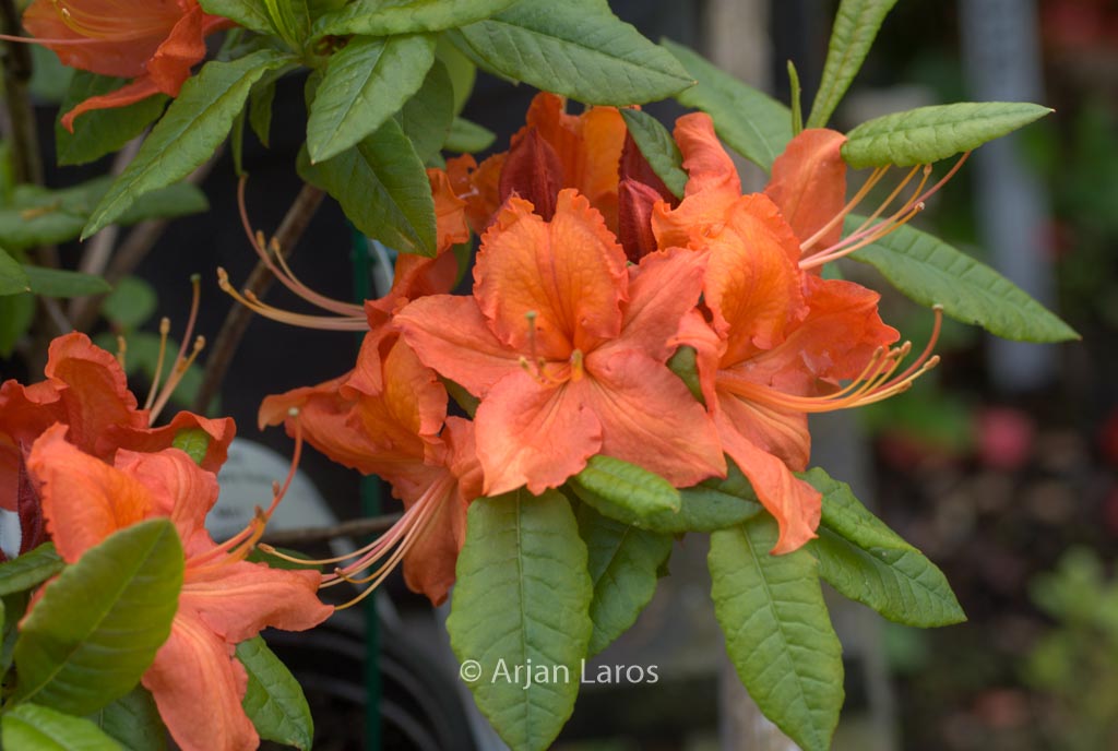Rhododendron ‚Hotspur Red‘ (Azalea)