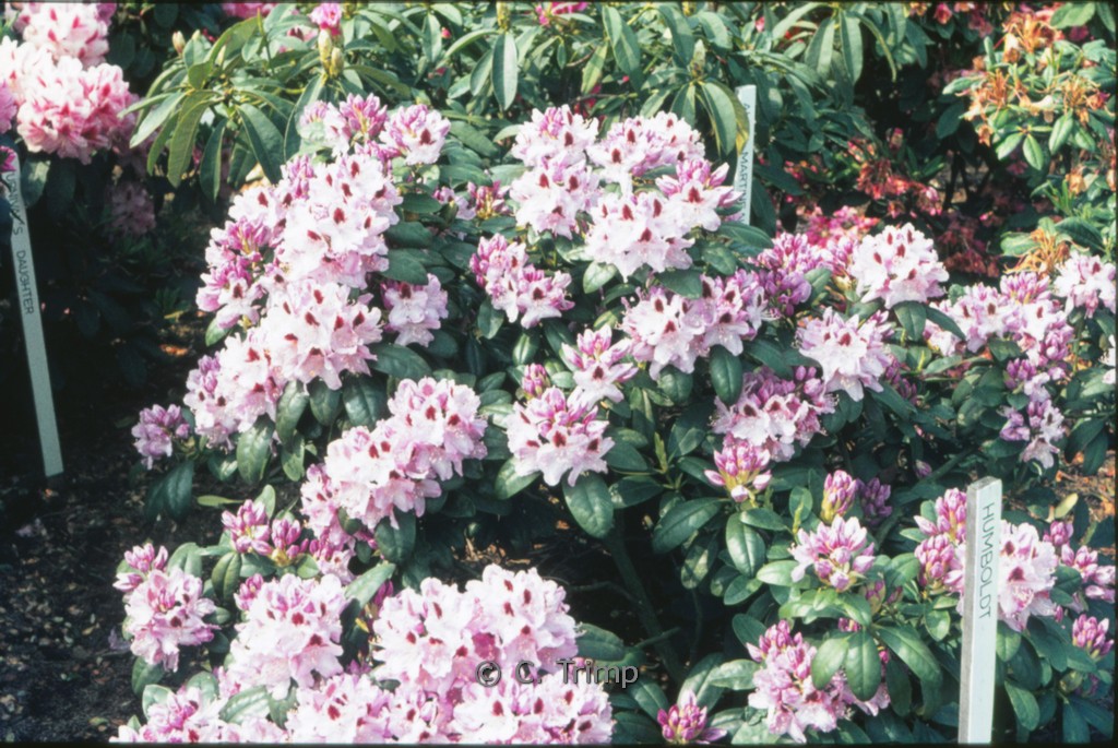 Rhododendron ‚Humboldt‘
