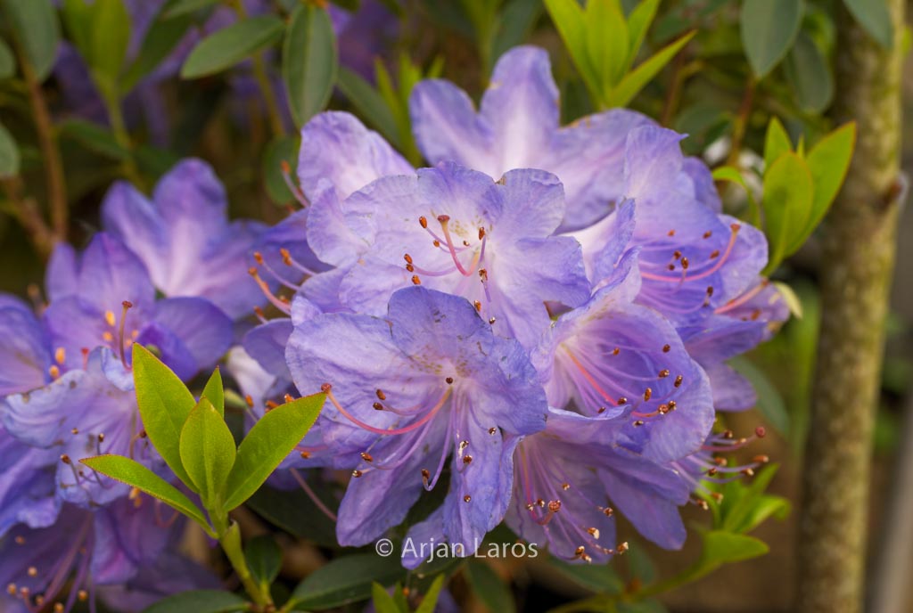 Rhododendron ‚Hydon Rodney‘
