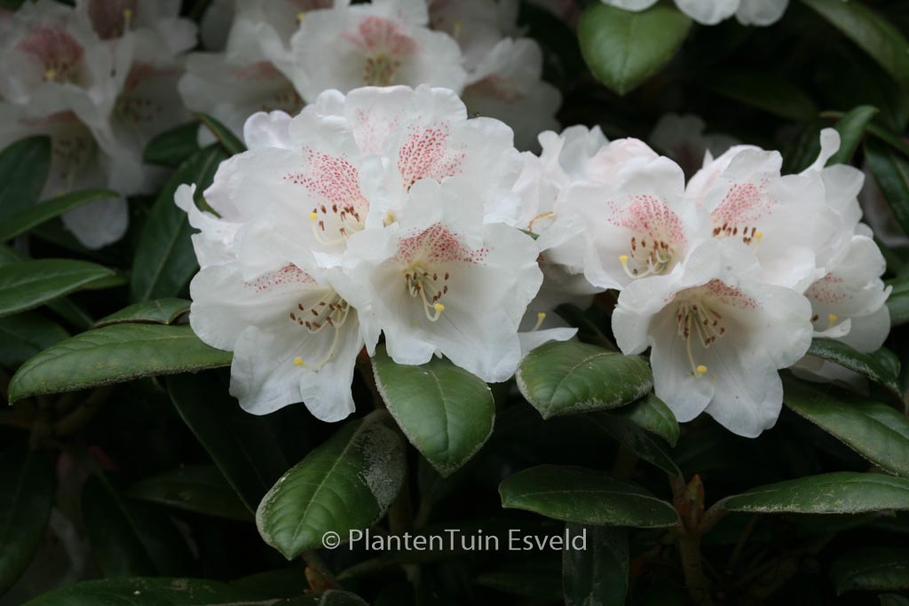Rhododendron ‚Hydon Velvet‘