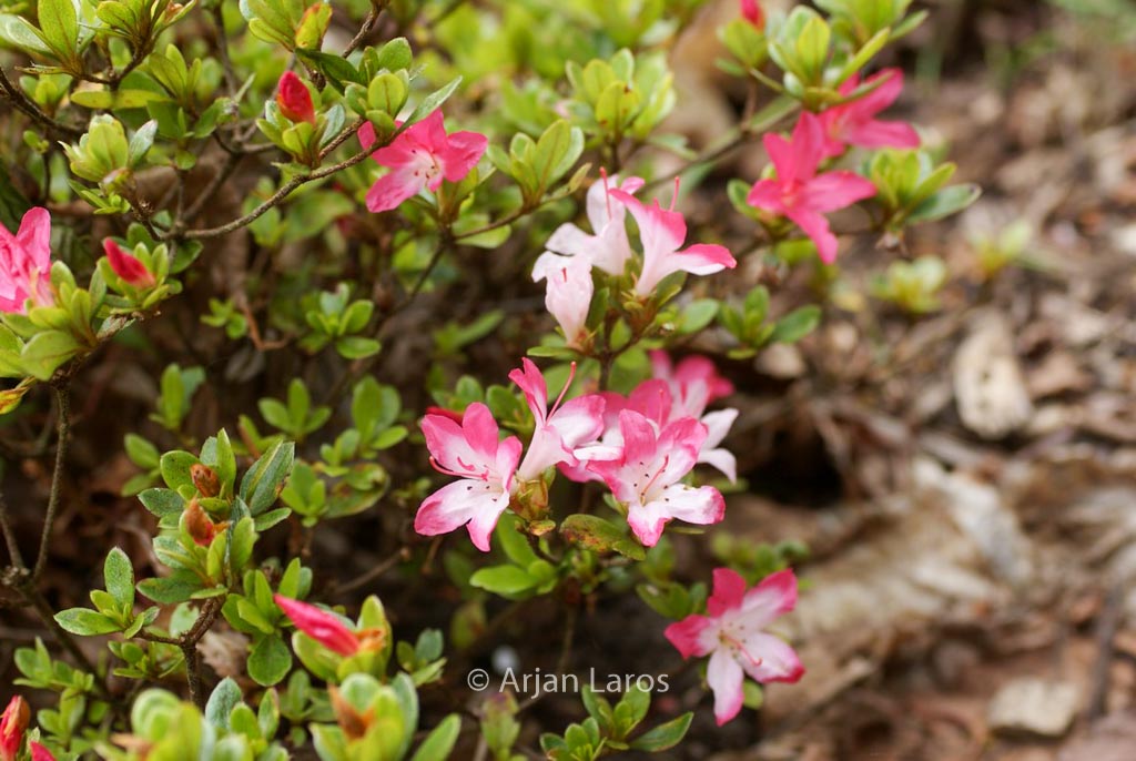 Rhododendron ‚Izumi no mai‘ (Azalea)