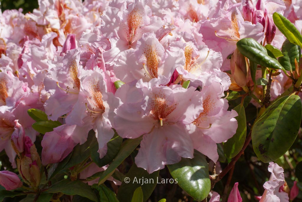 Rhododendron ‚Janet Blair‘