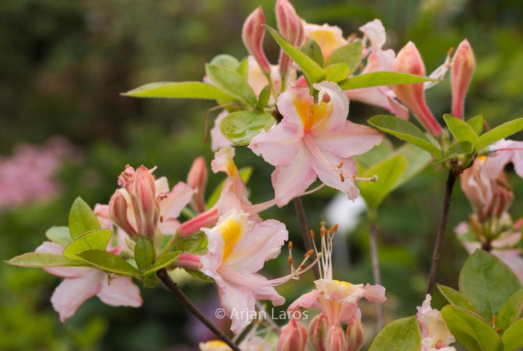 Rhododendron ‚Jenny Lind‘ (Azalea)