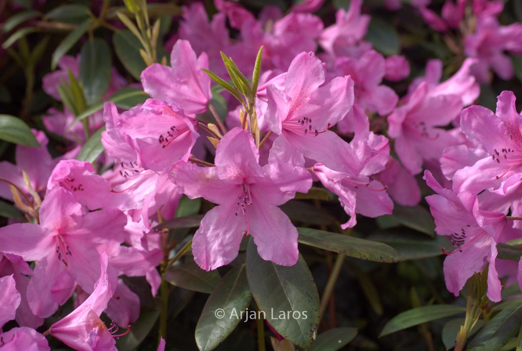 Rhododendron ‚Jocking‘
