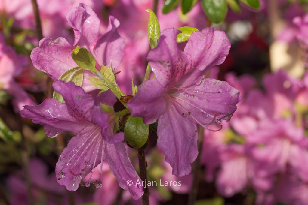 Rhododendron ‚Johann Sebastian Bach‘ (Azalea)