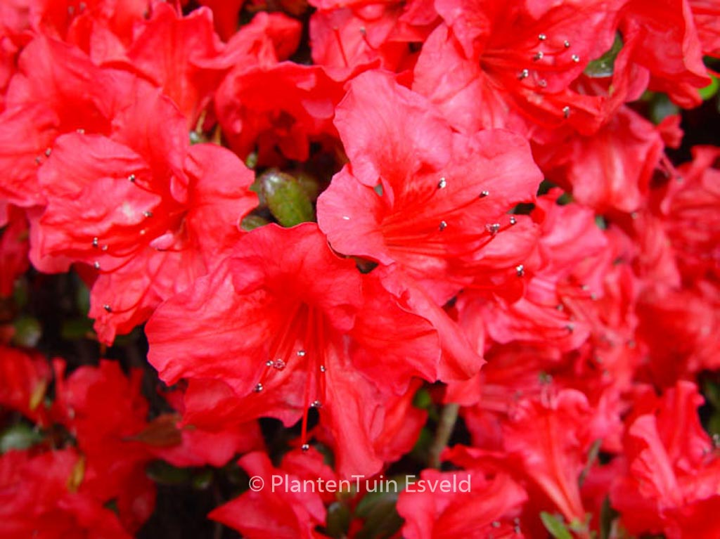 Rhododendron ‚Johanna‘ (Azalea)