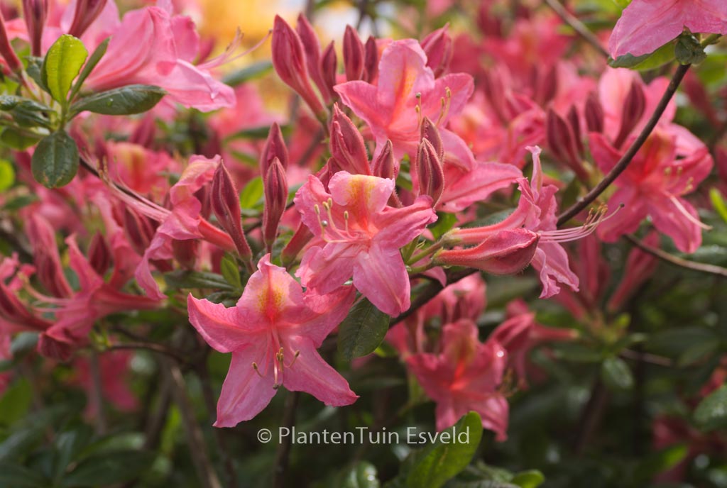 Rhododendron ‚Jolie Madame‘ (Azalea)