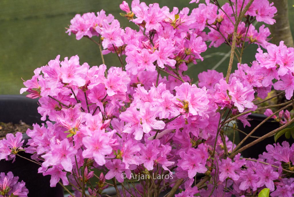 Rhododendron ‚Jura‘ (Azalea)