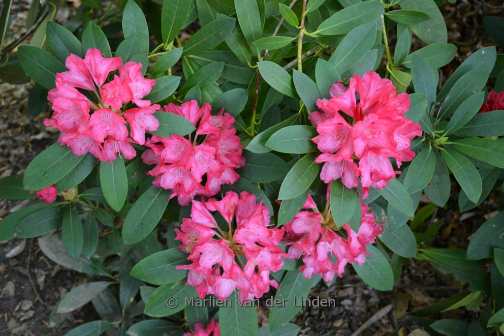 Rhododendron ‚Kalinka‘